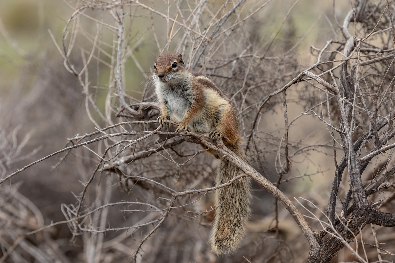 Alien Invasion: How Invasive Species Threaten Biodiversity